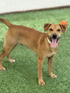 adoptable Dog in  named Grover