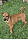 adoptable Dog in  named Mip