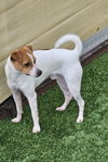 adoptable Dog in  named Queso