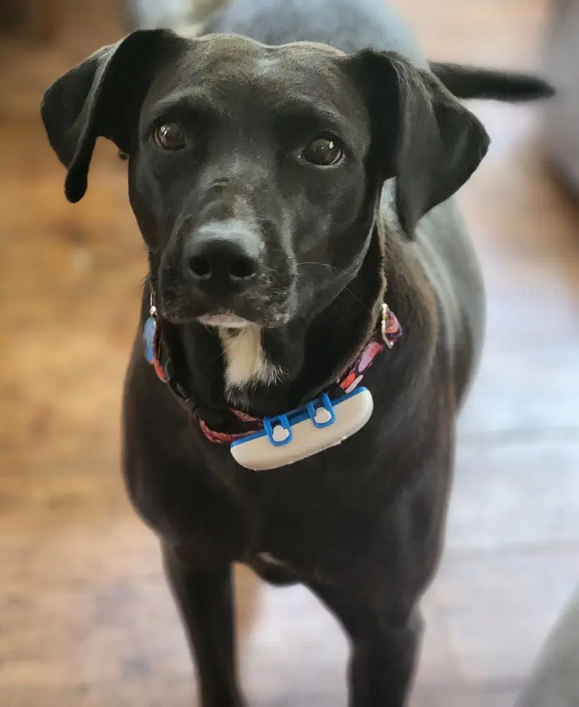 Audra - Labrador Retriever