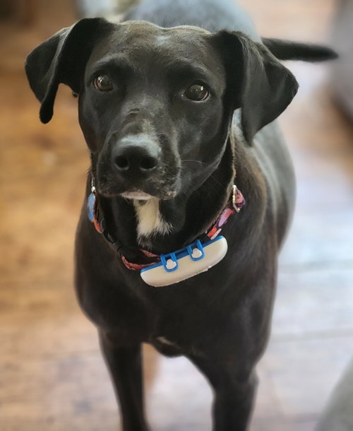 picture of the dog needing adoption
