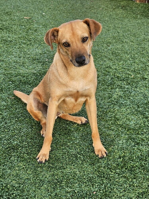 picture of the dog needing adoption