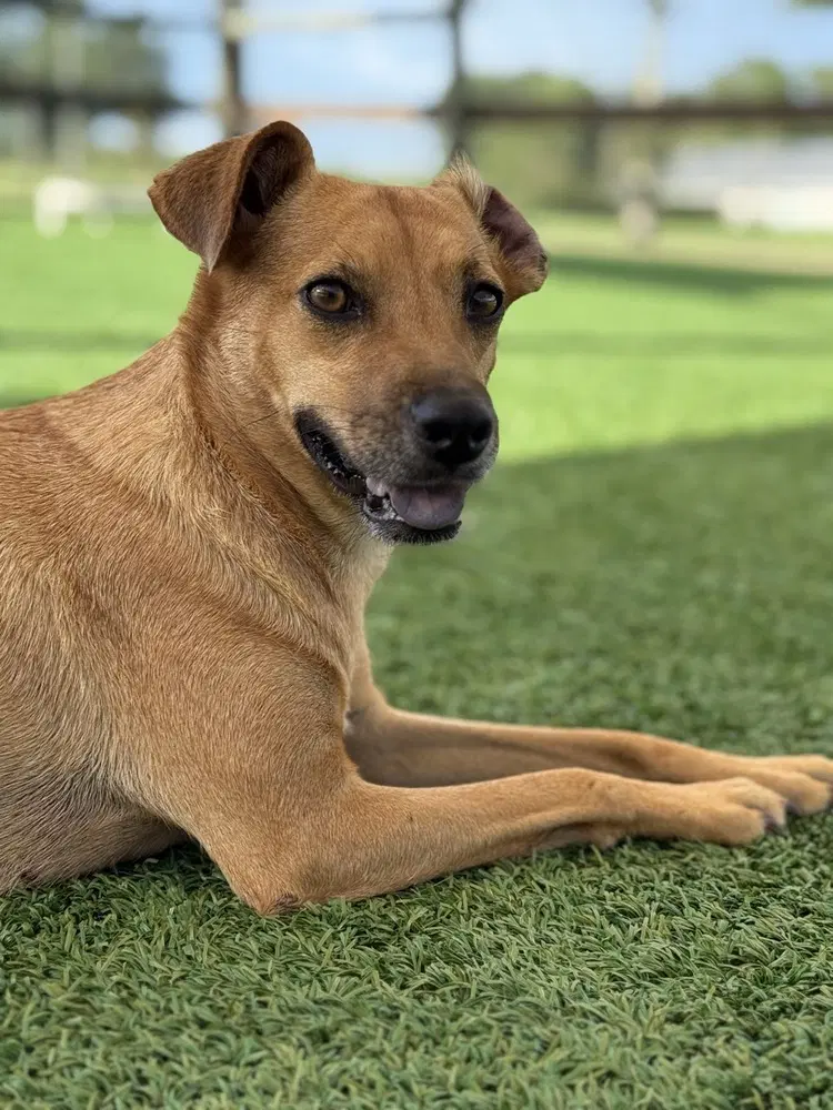 Pilar - Terrier