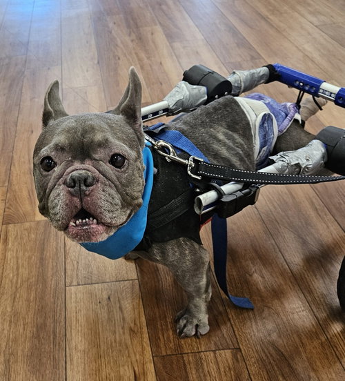 picture of the dog needing adoption
