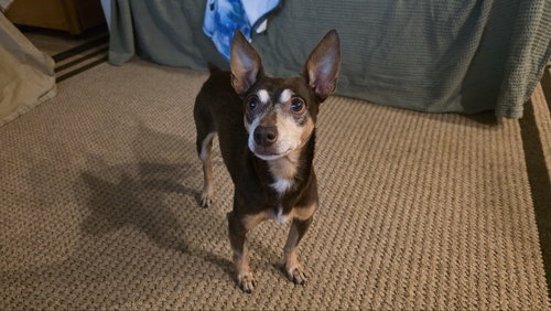 picture of the dog needing adoption