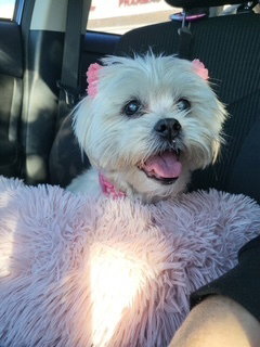 picture of the dog needing adoption