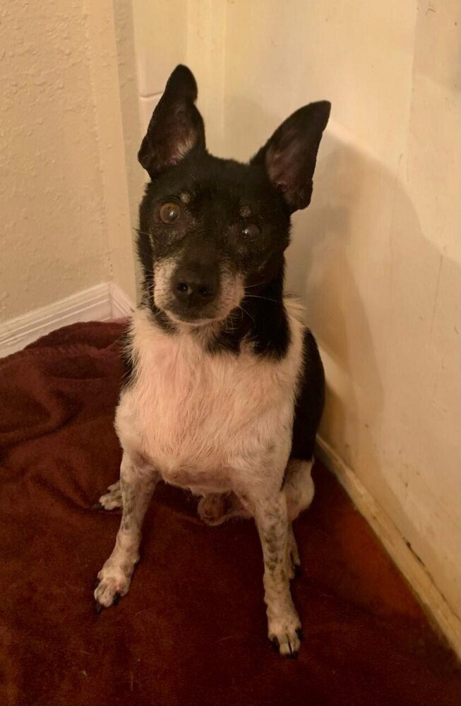 Chihuahua