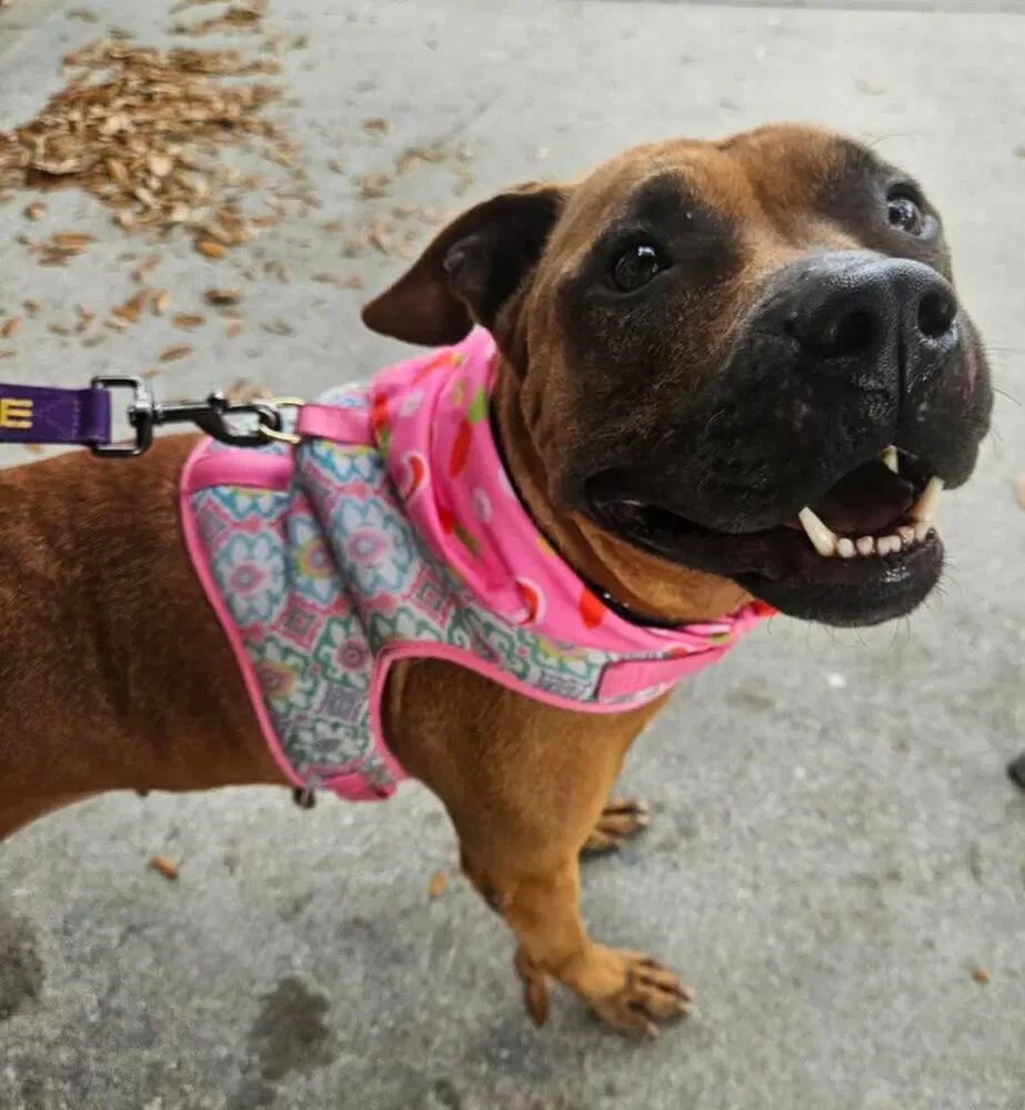Selene - Boxer
