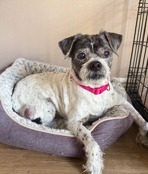 Spotty, an adoptable Terrier in oakland, FL