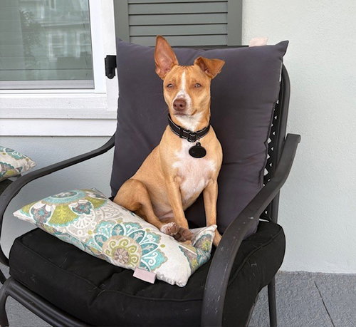Ramah, an adoptable Terrier in oakland, FL