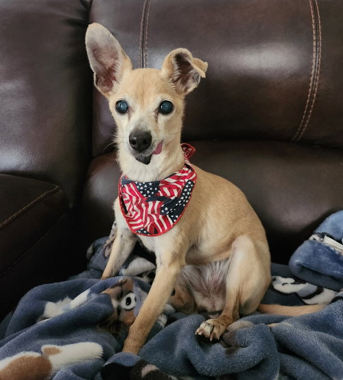 Harper, an adoptable Chihuahua in oakland, FL