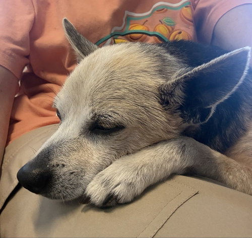 Peanut Butter, an adoptable Chihuahua in oakland, FL