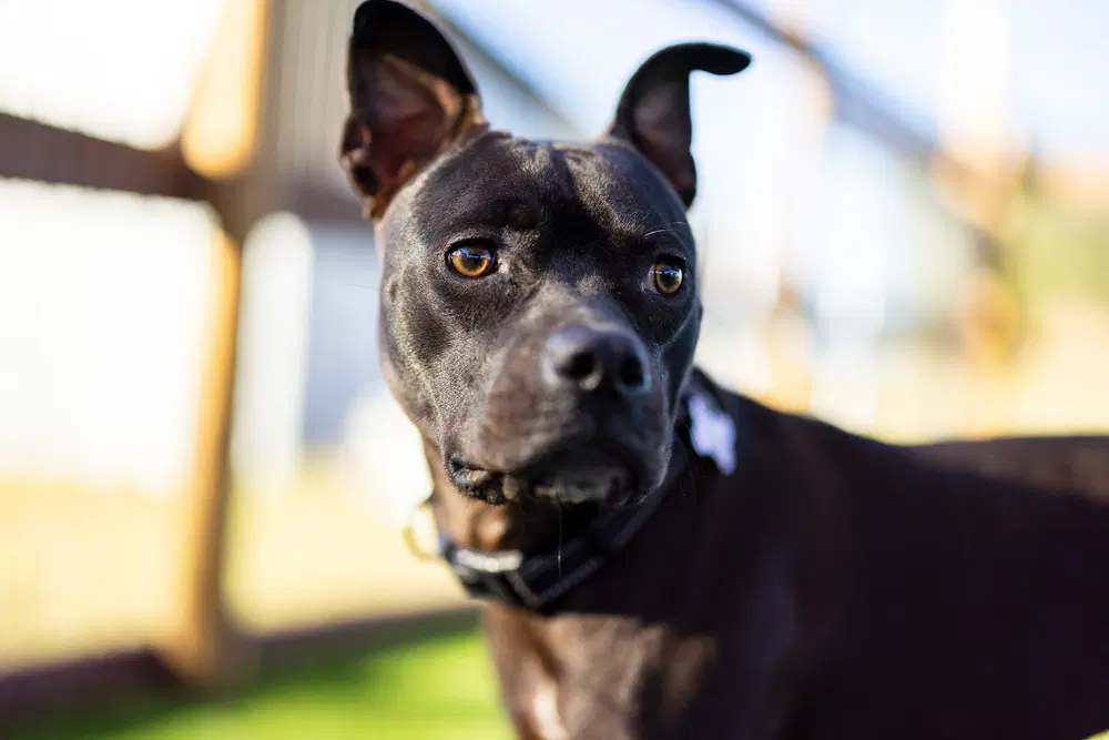 Shayla - Staffordshire Bull Terrier