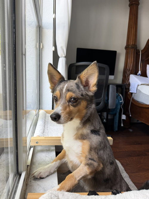 Barrett, an adoptable Chihuahua in oakland, FL