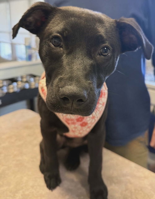 Wednesday Addams, an adoptable Labrador Retriever in oakland, FL