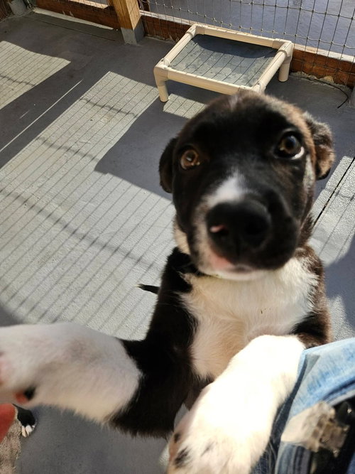 picture of the dog needing adoption