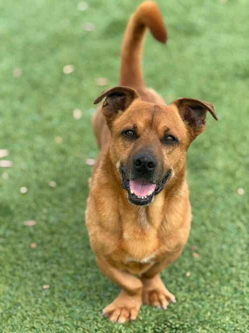 Bowie, an adoptable Corgi in oakland, FL