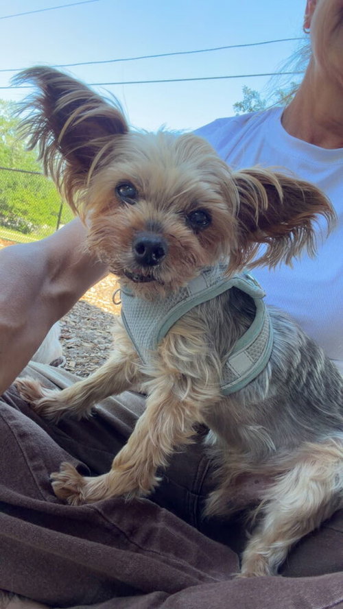 Starboy, an adoptable Yorkshire Terrier Yorkie in oakland, FL