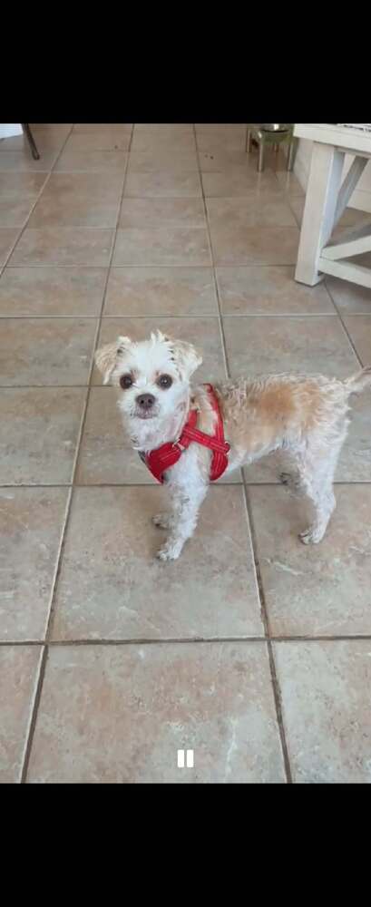 Freckles Speckles, an adoptable Shih Tzu in oakland, FL
