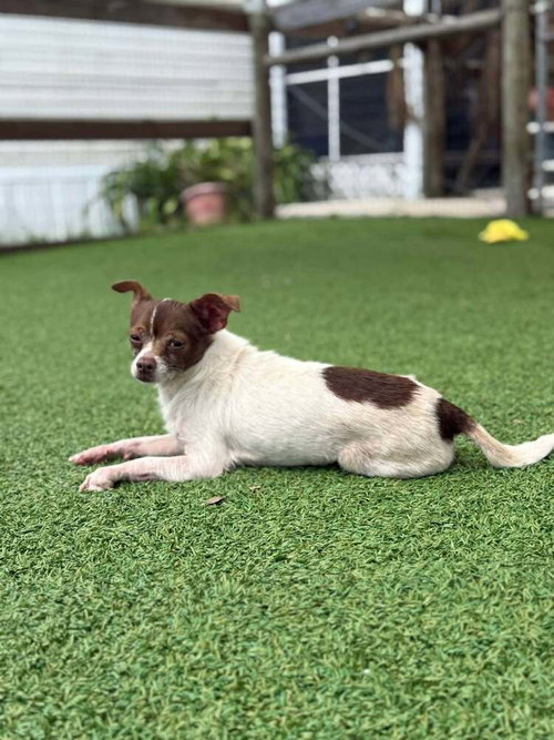 Mavis, an adoptable Chihuahua in oakland, FL
