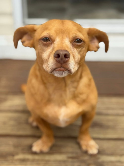 Cullen, an adoptable Chihuahua in oakland, FL