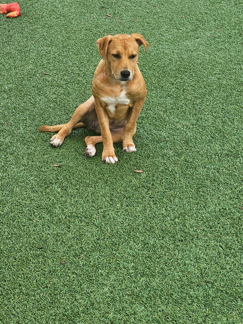 Anna, an adoptable Labrador Retriever in oakland, FL