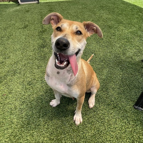 Pamela, an adoptable Black Mouth Cur in oakland, FL
