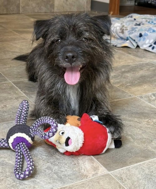 Fritz, an adoptable Terrier in oakland, FL