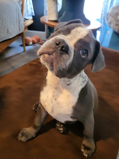 Mattie, an adoptable Boston Terrier in oakland, FL