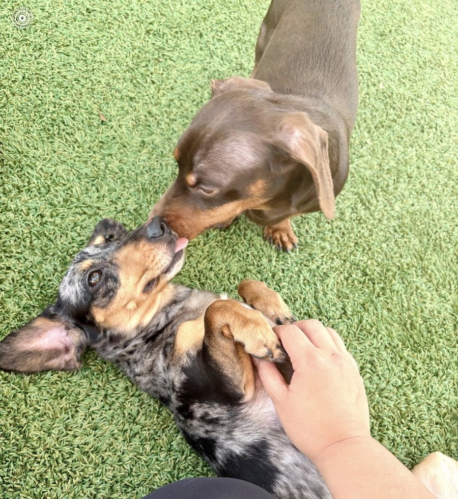 Livy and Braun
