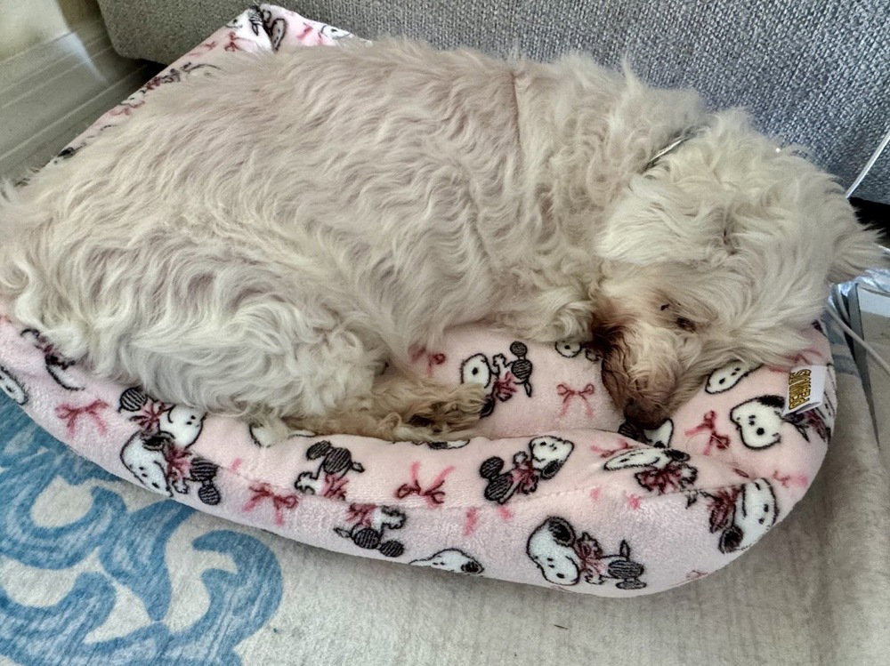 Snowee, photo 4