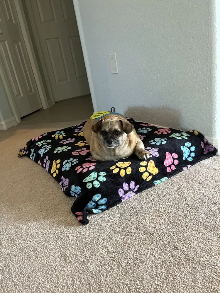 Buster Rhymes image 4