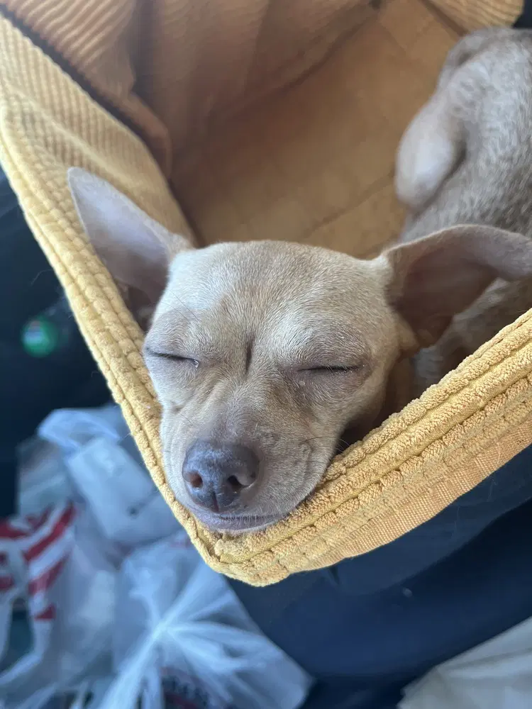 Little P - Chihuahua