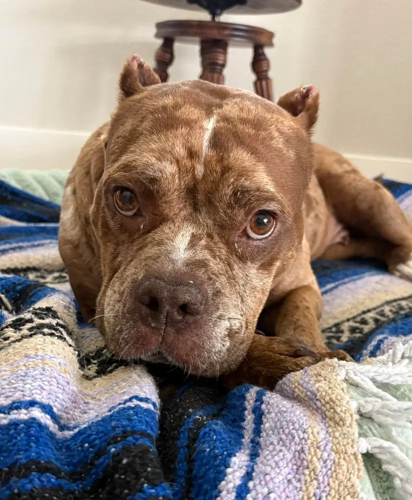 Marbles - Bulldog