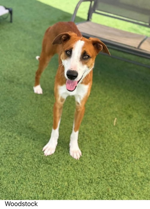 Woodstock, an adoptable Terrier in oakland, FL