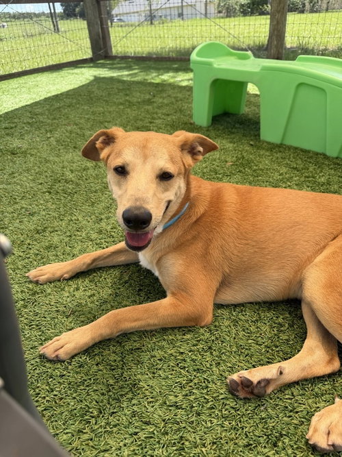 Linus, an adoptable Terrier in oakland, FL