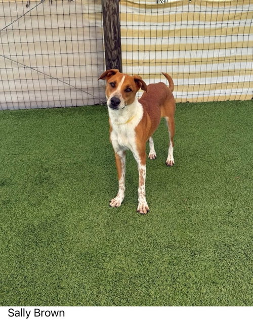 Sally Brown, an adoptable Terrier in oakland, FL