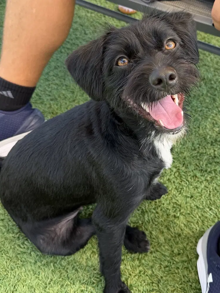 Moxie - Schnauzer