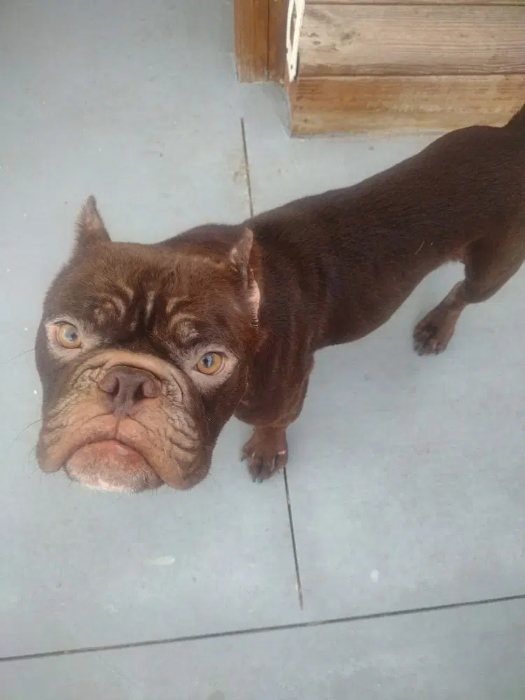 Ansel - French Bulldog