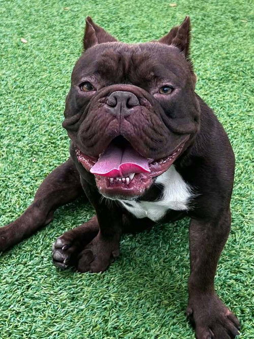 Ansel, a dog for adoption from Polka Dogz Pet REscue, INc.