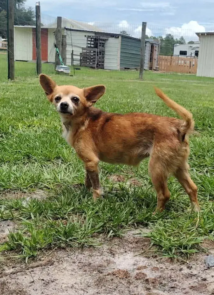 Etta - Chihuahua