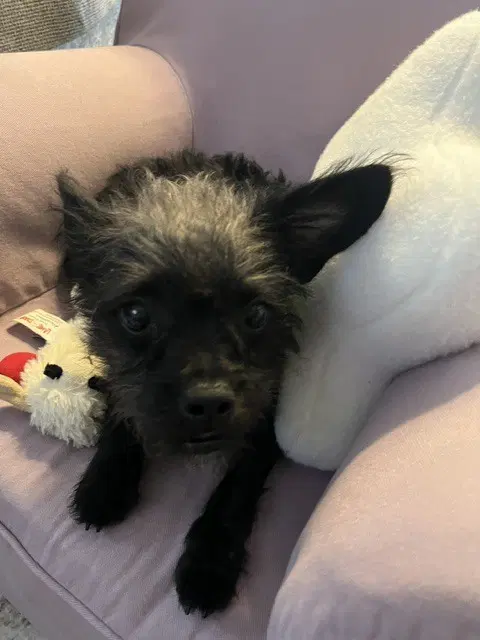 Vashti - Terrier
