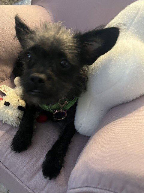 Vashti photo 3