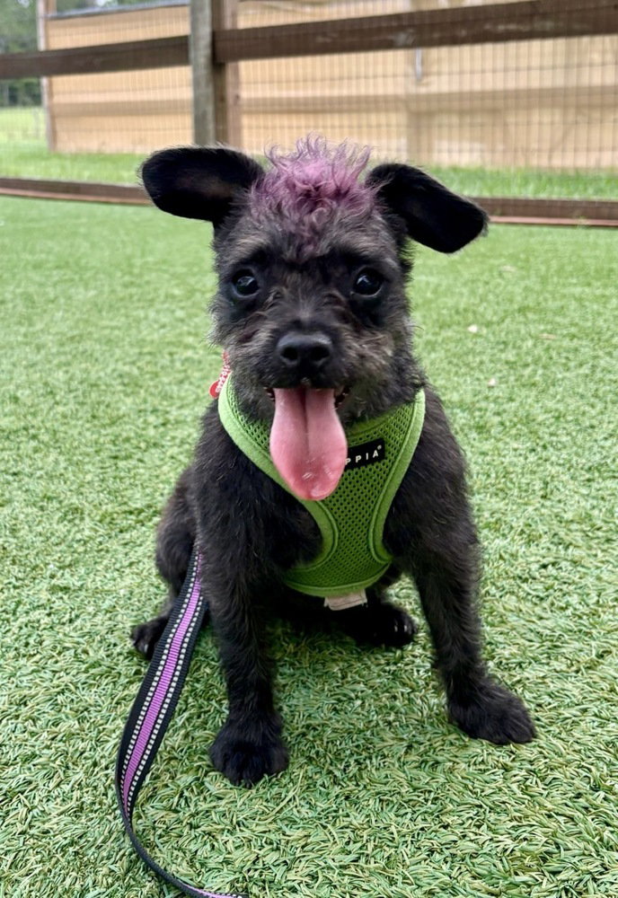 Vashti, Terrier