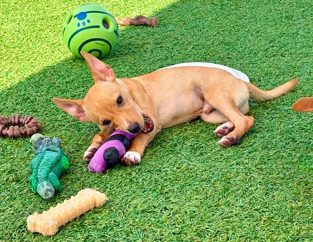 Scooter - Chihuahua