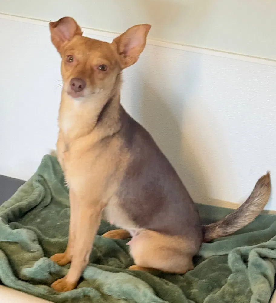 Camilla - Chihuahua