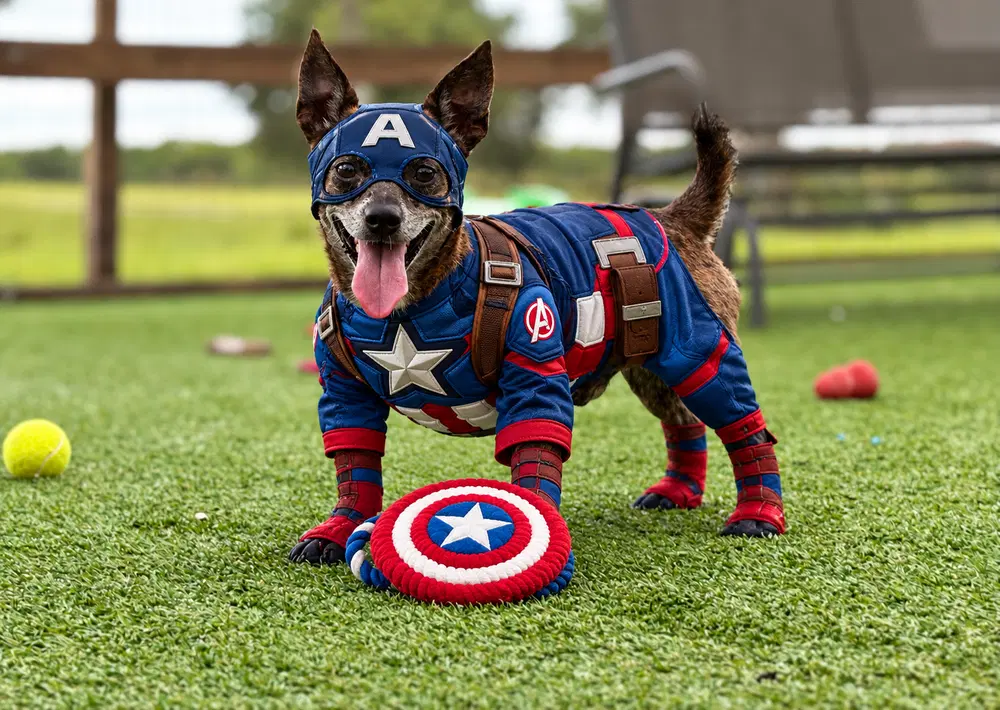 Dewey - Chihuahua