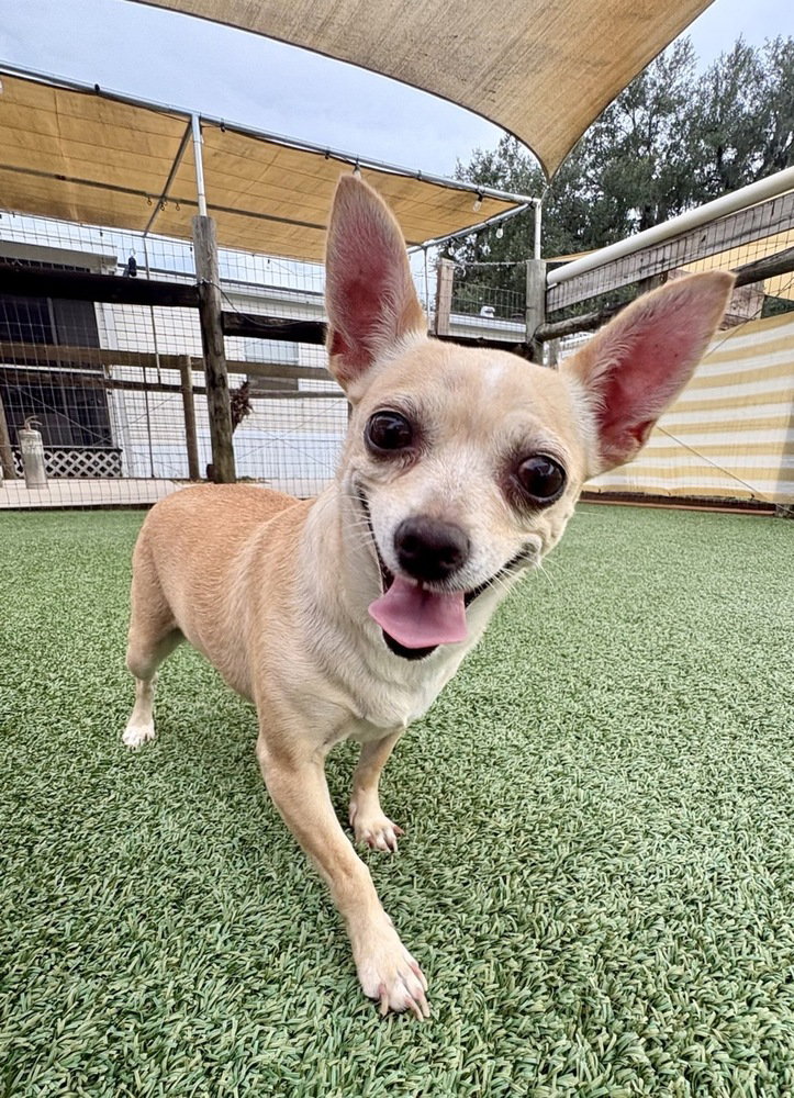 Tennessee, Chihuahua