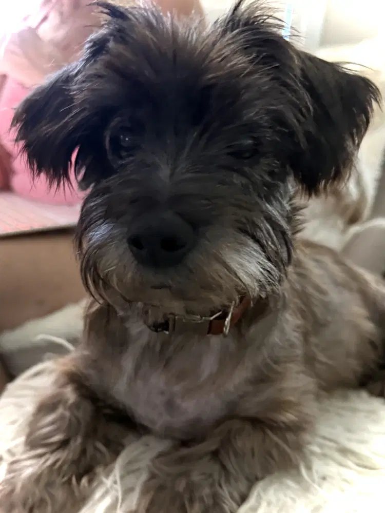 Dru - Terrier