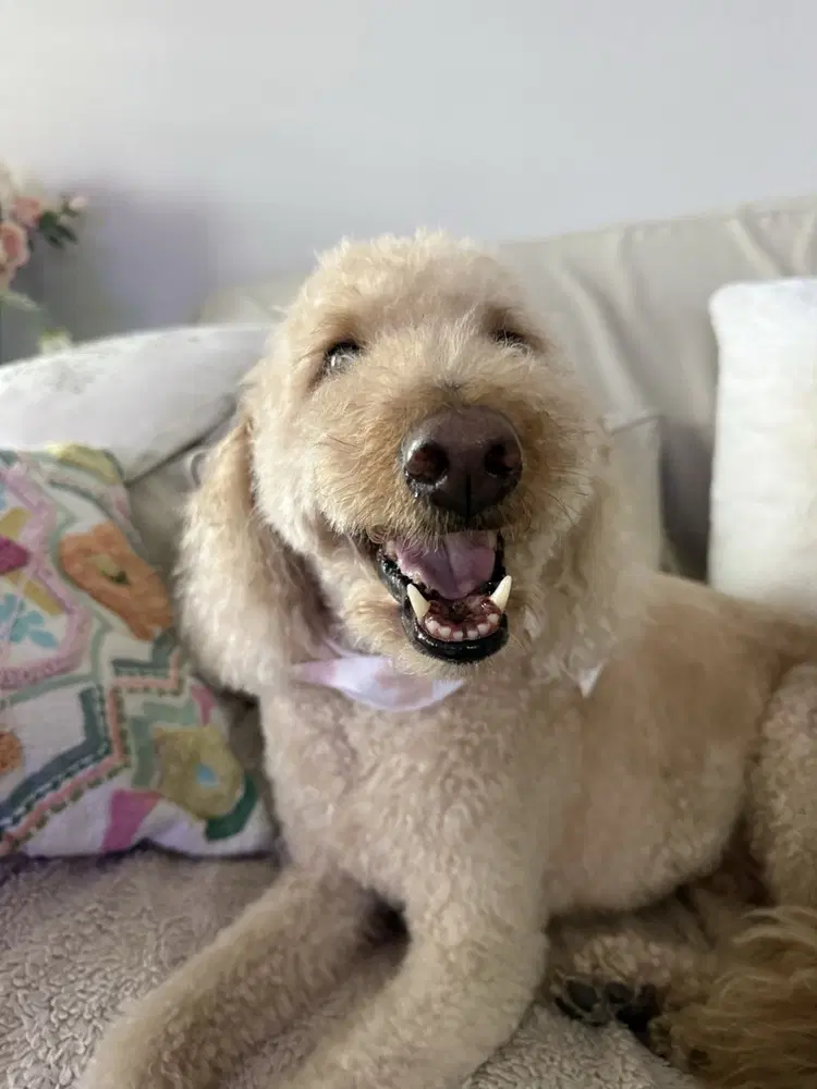Chuey - Labrador Retriever